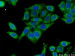 HACL1 Antibody in Immunocytochemistry (ICC/IF)