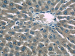 HACL1 Antibody in Immunohistochemistry (Paraffin) (IHC (P))