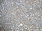 HACL1 Antibody in Immunohistochemistry (Paraffin) (IHC (P))