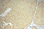 HACL1 Antibody in Immunohistochemistry (Paraffin) (IHC (P))