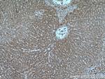 HACL1 Antibody in Immunohistochemistry (Paraffin) (IHC (P))