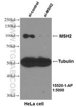 MSH2 Antibody in Western Blot (WB)