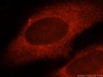 KCTD12 Antibody in Immunocytochemistry (ICC/IF)