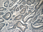 PAFAH Antibody in Immunohistochemistry (Paraffin) (IHC (P))