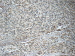 PAFAH Antibody in Immunohistochemistry (Paraffin) (IHC (P))