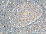 PAFAH Antibody in Immunohistochemistry (Paraffin) (IHC (P))