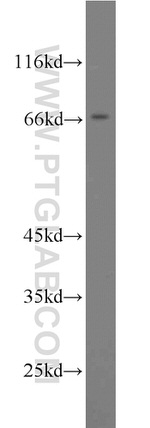 PAFAH Antibody in Western Blot (WB)