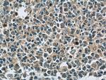 PAFAH Antibody in Immunohistochemistry (Paraffin) (IHC (P))