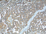 PRSS8 Antibody in Immunohistochemistry (Paraffin) (IHC (P))