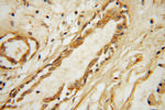 PRSS8 Antibody in Immunohistochemistry (Paraffin) (IHC (P))