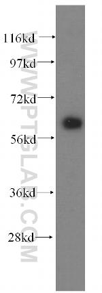 CABC1 Antibody in Western Blot (WB)