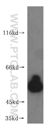 CABC1 Antibody in Western Blot (WB)