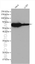 CABC1 Antibody in Western Blot (WB)