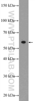 CABC1 Antibody in Western Blot (WB)