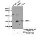 HRAS Antibody in Immunoprecipitation (IP)