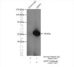 CSTF1 Antibody in Immunoprecipitation (IP)