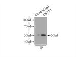 CSTF1 Antibody in Immunoprecipitation (IP)