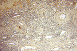 MRPL11 Antibody in Immunohistochemistry (Paraffin) (IHC (P))