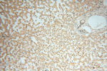 MRPL11 Antibody in Immunohistochemistry (Paraffin) (IHC (P))