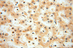 MRPL11 Antibody in Immunohistochemistry (Paraffin) (IHC (P))