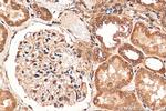 WDR5 Antibody in Immunohistochemistry (Paraffin) (IHC (P))