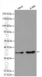 WDR5 Antibody in Western Blot (WB)