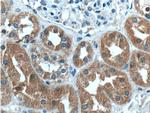 UROD Antibody in Immunohistochemistry (Paraffin) (IHC (P))