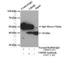 UROD Antibody in Immunoprecipitation (IP)