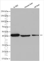 UROD Antibody in Western Blot (WB)