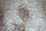 PRPS1 Antibody in Immunohistochemistry (Paraffin) (IHC (P))