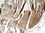 PGAM2 Antibody in Immunohistochemistry (Paraffin) (IHC (P))