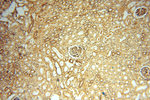 PGAM2 Antibody in Immunohistochemistry (Paraffin) (IHC (P))