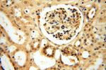 PGAM2 Antibody in Immunohistochemistry (Paraffin) (IHC (P))