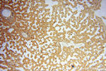 PGAM2 Antibody in Immunohistochemistry (Paraffin) (IHC (P))