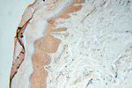 PGAM2 Antibody in Immunohistochemistry (Paraffin) (IHC (P))