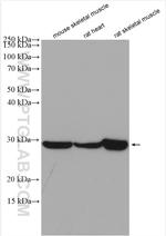 PGAM2 Antibody in Western Blot (WB)