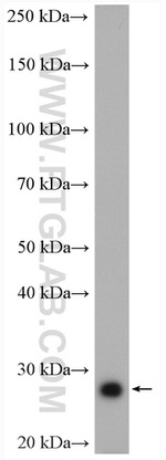 PGAM2 Antibody in Western Blot (WB)