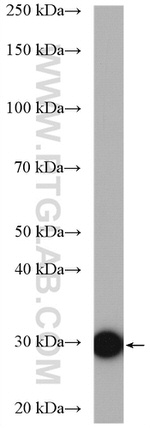 PGAM2 Antibody in Western Blot (WB)