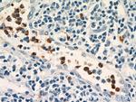 NOXA2/p67phox Antibody in Immunohistochemistry (Paraffin) (IHC (P))