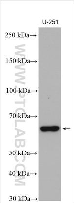 NOXA2/p67phox Antibody in Western Blot (WB)