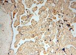 TRAPPC3 Antibody in Immunohistochemistry (Paraffin) (IHC (P))