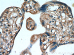 TRAPPC3 Antibody in Immunohistochemistry (Paraffin) (IHC (P))