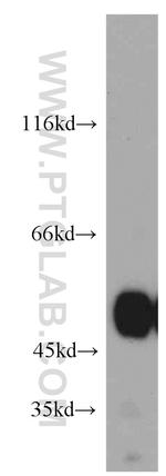 ZNF259 Antibody in Western Blot (WB)