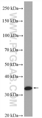 DIMT1L Antibody in Western Blot (WB)