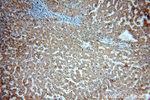 NDUFC2 Antibody in Immunohistochemistry (Paraffin) (IHC (P))