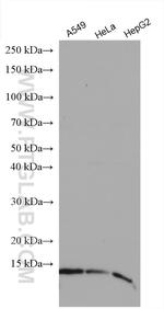 NDUFC2 Antibody in Western Blot (WB)