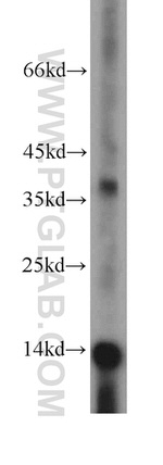 NDUFC2 Antibody in Western Blot (WB)