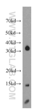 NDUFC2 Antibody in Western Blot (WB)