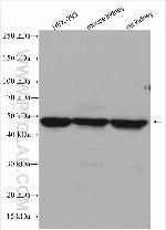 ALDH3A1 Antibody in Western Blot (WB)