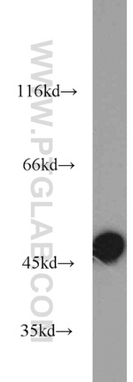 ALDH3A1 Antibody in Western Blot (WB)